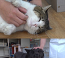 김명철 수의사, 정육점 고양이 방울이 행동 분석 나선다(TV동물농장)