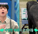 이찬원, '톡파원 25시' 태국 코끼리 다재다능 재주에 감탄 "이게 실화야?"
