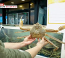 '생방송 오늘저녁' 김대호 아나운서, '퇴근후N' 속초 대게 마을로…대게찜부터 오징어순대ㆍ대게라면까지
