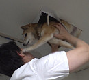 김승이 훈련사, 누렁이 구출작전 돌입ㆍ천장 올라가는 시바견 나무(TV동물농장)