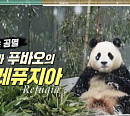 장이권 교수가 전하는 판다ㆍ코알라 등 멸종위기종 위한 레퓨지아(이슈픽쌤과 함께)