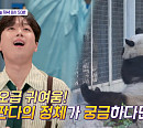 이찬원도 반한 중국 베이징 동물원 자이언트 판다 형제 멍란ㆍ멍다ㆍ멍얼 등장(톡파원25시)