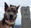 미황사 불자견 아미ㆍ여수 횟집 수조 털이범 수달(TV동물농장)