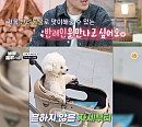 '동물은 훌륭하다' 김명철 수의사, 앞발 잃은 고양이 '러블리' 솔루션 진행