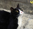 우디, 신보 'Stray Cat' 발매…깊은 공감 예고