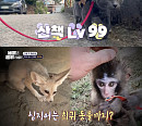 '동물은 훌륭하다' 사막 여우→백호까지…상처 입은 동물 위한 동물원 소개
