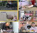 '동물은 훌륭하다' 투구게, 신약+백신 개발 '1등 공신'