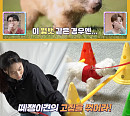'동물은 훌륭하다', 태국 라이징 스타 호랑이 자매→코끼리 보호소 공개