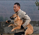 '개는훌륭하다' 이웅종 훈련사, 시한폭탄견 보리 솔루션