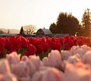 미국 워싱턴주 스카짓 밸리, 튤립으로 물든다