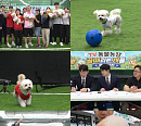 ​'TV 동물농장' 반려견 축구 대회…아지·루이·탱크 출격