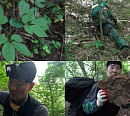 '극한직업' 산삼 심마니, 땀방울의 현장