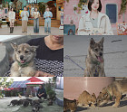 'TV 동물농장' 고양이 천국 대기점도, 사고뭉치 '율무'