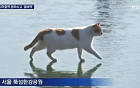 꽁냥이 챌린지 열풍…“꽁꽁 얼어붙은 한강 위로 고양이가 걸어다닙니다”