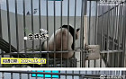 중국이 공개한 푸바오 최근 영상, 알고보니 재탕?