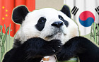 판다 추가 대여…푸바오가 돌아올 순 없나요? [해시태그]