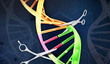 CRISPR 특허분쟁, 브로드硏-툴젠 구도로 재편 전망
