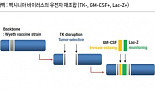 신라젠의 新 항암바이러스, JX-970은?