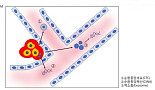 암을 진단하는 새로운 패러다임 '액체생검(Liquid biopsy)'