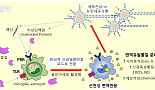 알츠하이머 정복 위한 새로운 대안 '신경 면역세포'
