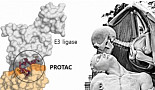 빅파마, 'PROTAC' 플랫폼 기술에 눈독들이는 이유