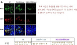'저산소 암세포' 공략' 나노(Nano) 약물 전달체 개발
