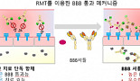 BBB 통과 이중항체, CNS 신약개발 가능성 열다