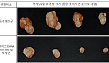 프로스테믹스, 암 줄기세포 억제 '마이크로 RNA' 확인