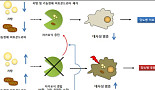 자기포식 증진물질 발굴..당뇨병 新치료제 개발가능성