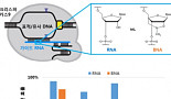 CRISPR-Cas9의 진화..합성 가이드RNA로 정확도↑