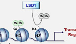 한미약품 첫공개 'LSD1, FGFR4 타깃 신약' 차별화 포인트