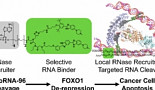 암세포만 사멸시키는 'RNA 편집' RIBOTAC 개발