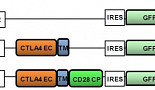 TiCARos, Development of CTLA4 gene modificated CAR-T to avoid immune tolerance