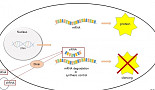 20년만의 성취 'RNAi 신약'..주목받는 후속 파이프라인은?