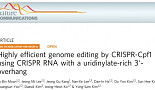 가이드 RNA 말단 조작, 'CRISPR-Cpf1' 교정효율 높인다