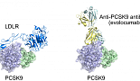 [남궁석의 신약개발史]PCSK9 타깃 새로운 시도들
