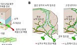 뇌속 노폐물 배출하는 '림프관' 핵심경로 찾았다