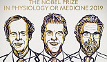 노벨 생리의학상, 新기전 ‘산소농도에 따른 세포 반응’ 연구