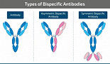 GENUV, Research for the Development of “Asymmetric Bispecific Antibody Platform”
