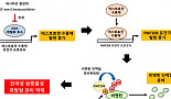 테라젠-서울대 융기원, TNBC 전이 억제 유전자 규명