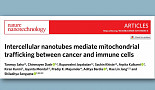암세포, 나노튜브로 'T세포 미토콘드리아' 탈취..“면역↓”