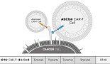 앱클론, CD19 CAR-T 국내 1/2상 