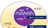 상상 그 이상, mRNA 기반 치료제 어디까지 왔나?