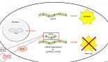 RNAi 치료제, 그 장벽에 도전하는 국내 바이오기업들