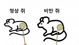 비만을 치료하려는 새로운 시도, 프로바이오틱스