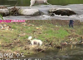 '불타는 청춘' 김국진, 반려견 덕구에 감동 "떠내려가도 오겠구나"
