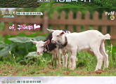 '삼시세끼' 한지민, 아기 염소와 만남 '나랑 놀자'