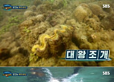 SBS '정글의 법칙', "멸종 위기종 태국 대왕조개 채취..깊이 사과"