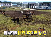 '구해줘 홈즈', 박하선ㆍ노홍철 제주도 산굼부리 뷰 말목장 주택 매매 6억원