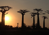 '걸어서 세계속으로', 바오바브나무의 전설이 있는 마다가스카르